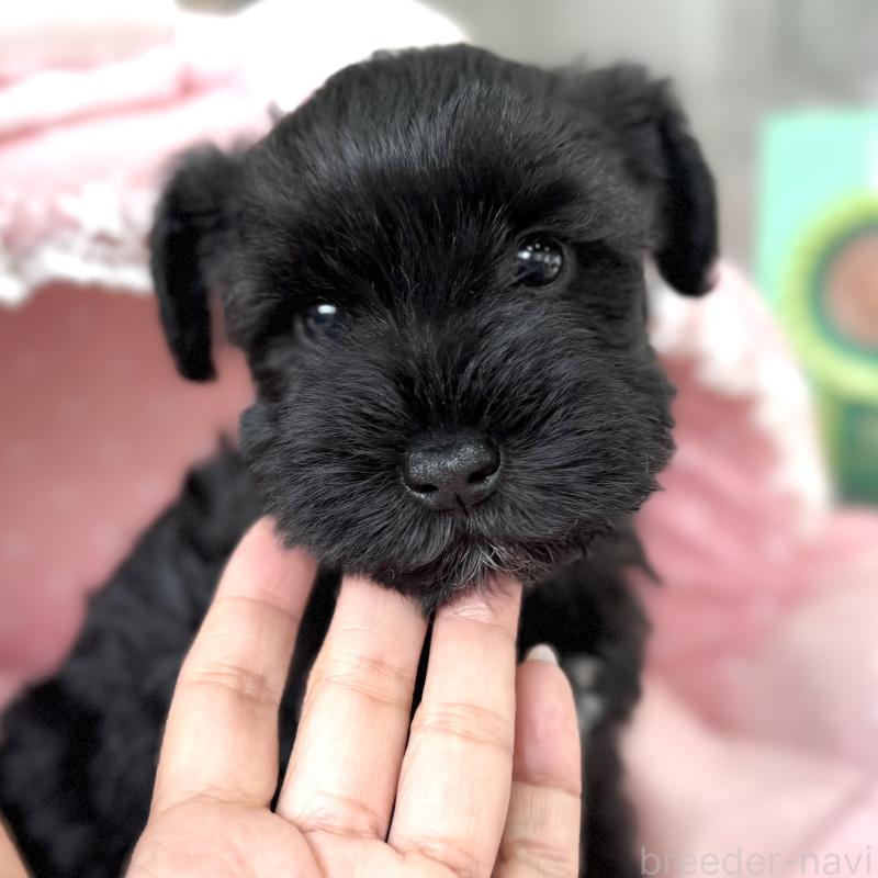 販売中の大阪府のミニチュアシュナウザー-436076の8枚目