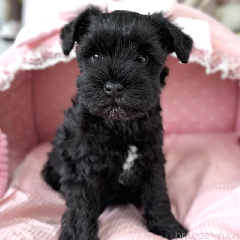 販売中の大阪府のミニチュアシュナウザー-436076の7枚目