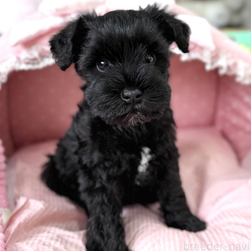 販売中の大阪府のミニチュアシュナウザー-436076の6枚目