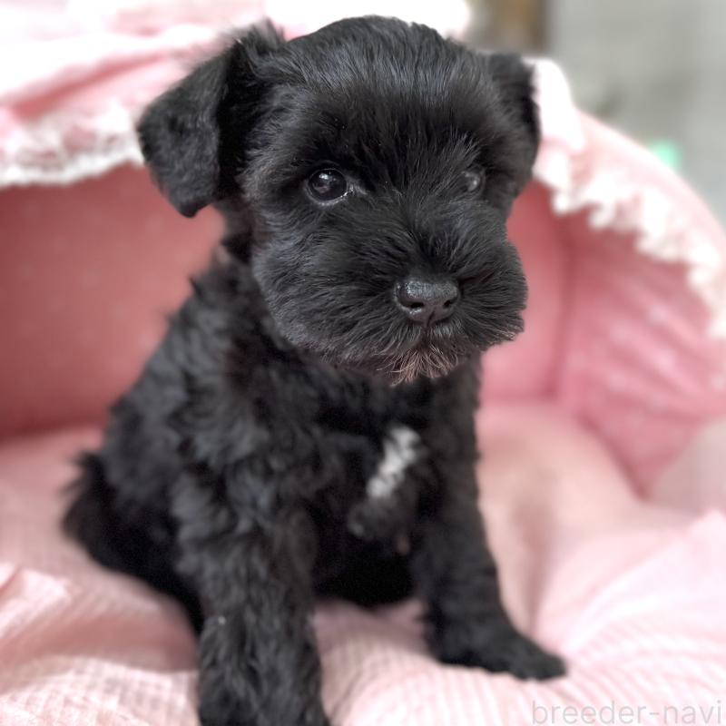 販売中の大阪府のミニチュアシュナウザー-436076の5枚目