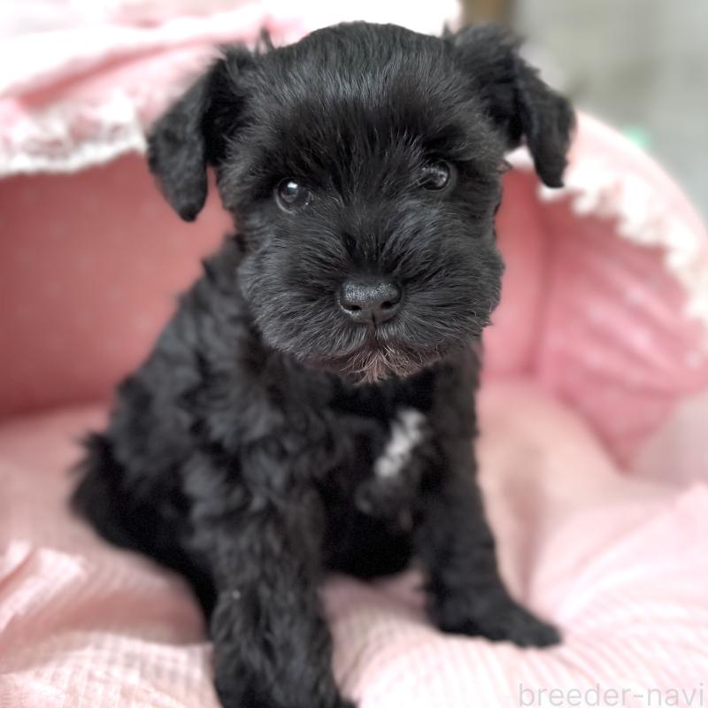 販売中の大阪府のミニチュアシュナウザー-436076の4枚目