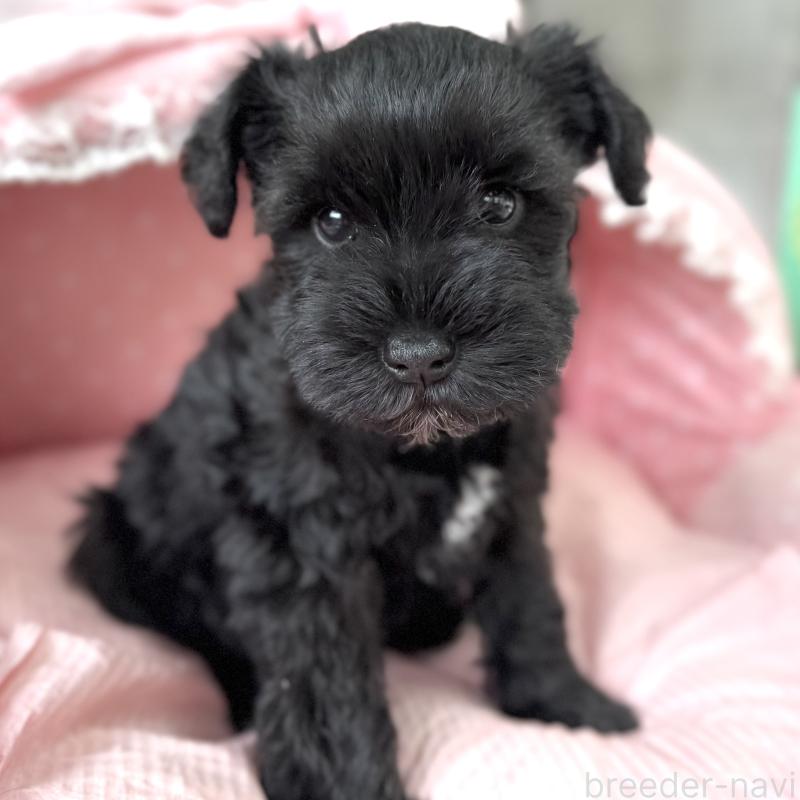 販売中の大阪府のミニチュアシュナウザー-436076の3枚目