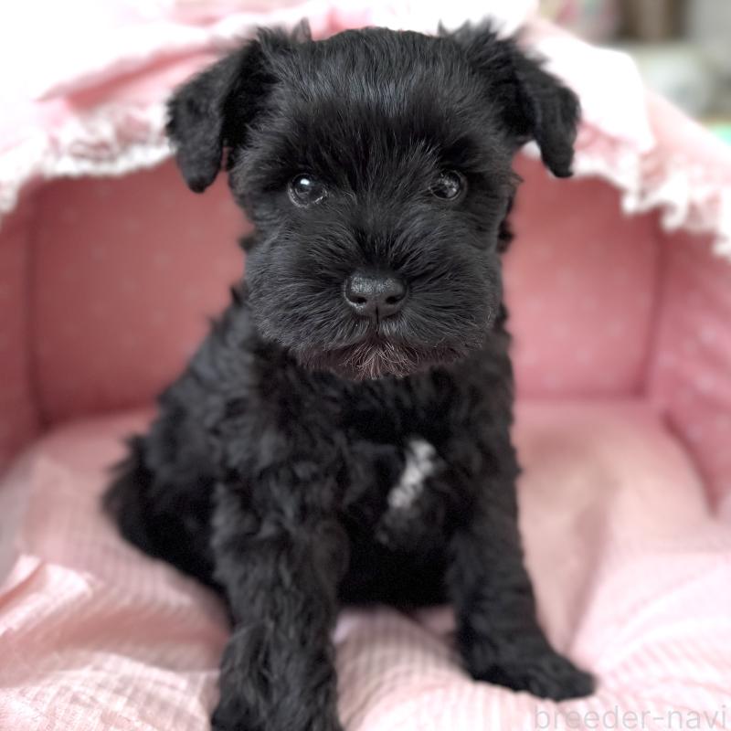 販売中の大阪府のミニチュアシュナウザー-436076の2枚目