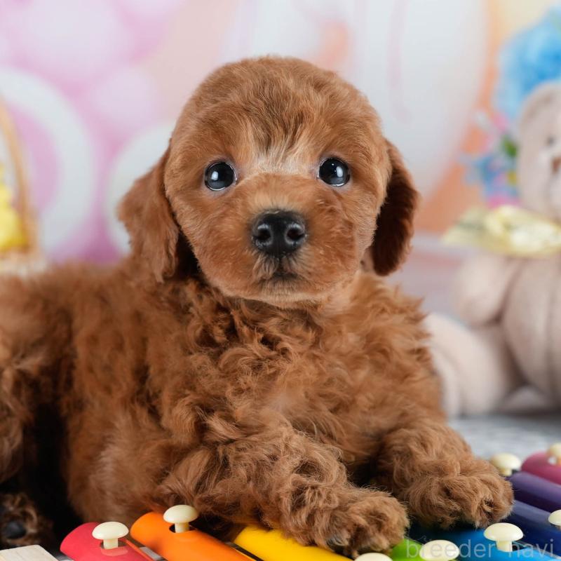 販売中の茨城県のトイプードル-436185の11枚目