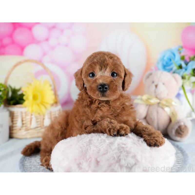 販売中の茨城県のトイプードル-436185の10枚目