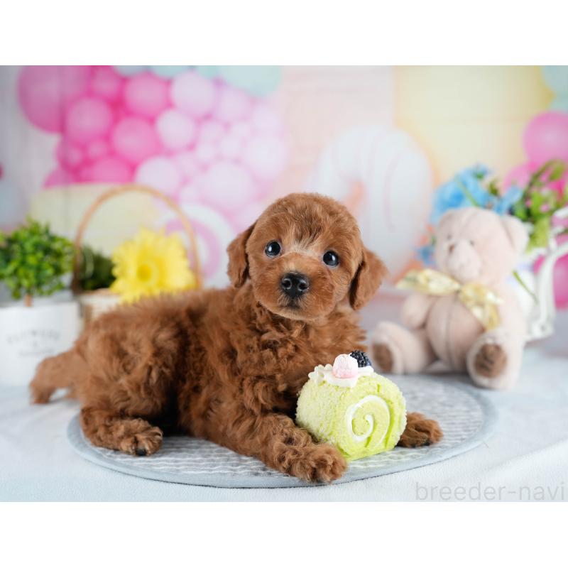 販売中の茨城県のトイプードル-436185の9枚目