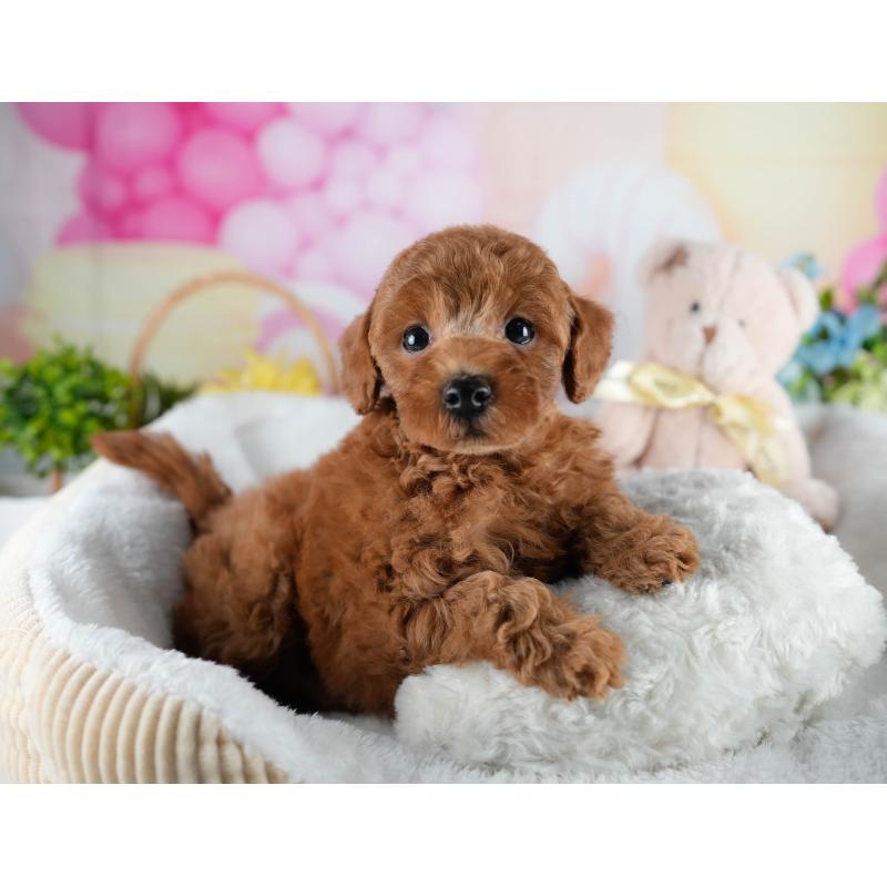 販売中の茨城県のトイプードル-436185の8枚目