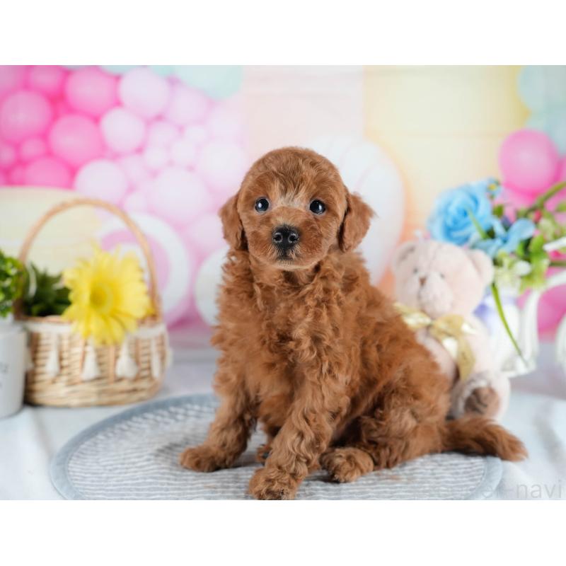 販売中の茨城県のトイプードル-436185の7枚目