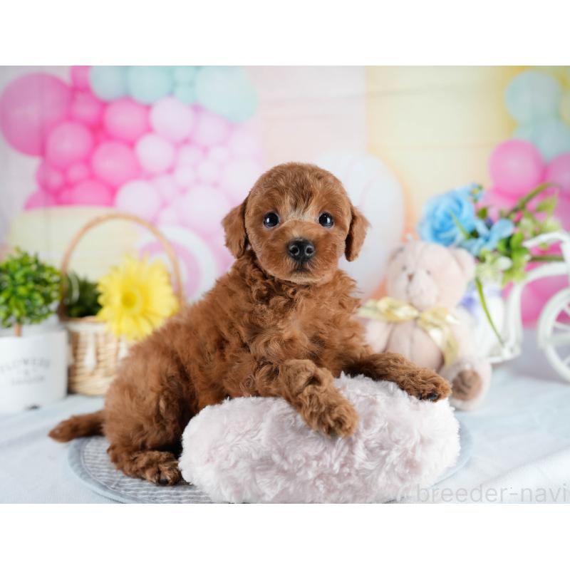 販売中の茨城県のトイプードル-436185の6枚目