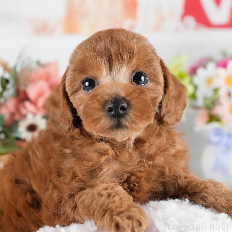 販売中の茨城県のトイプードル-436182