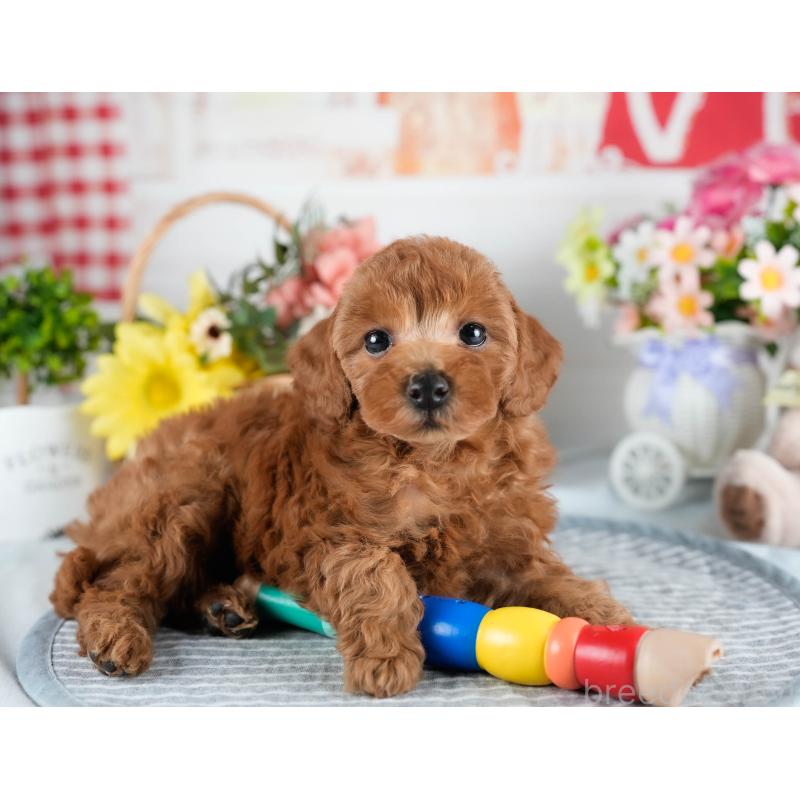 販売中の茨城県のトイプードル-436182の9枚目