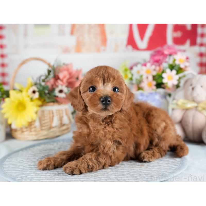 販売中の茨城県のトイプードル-436182の7枚目