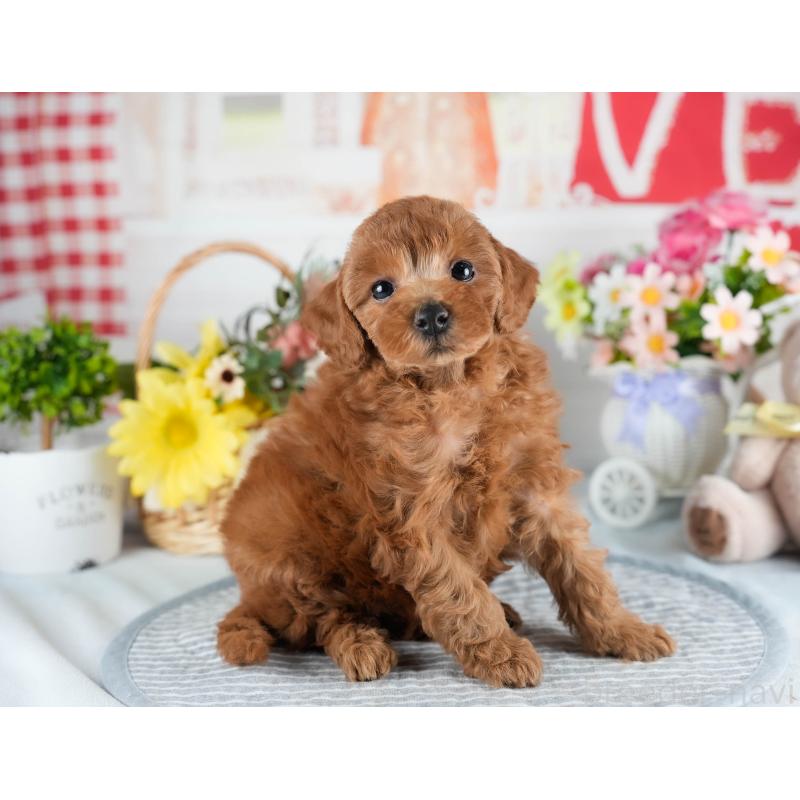 販売中の茨城県のトイプードル-436182の6枚目