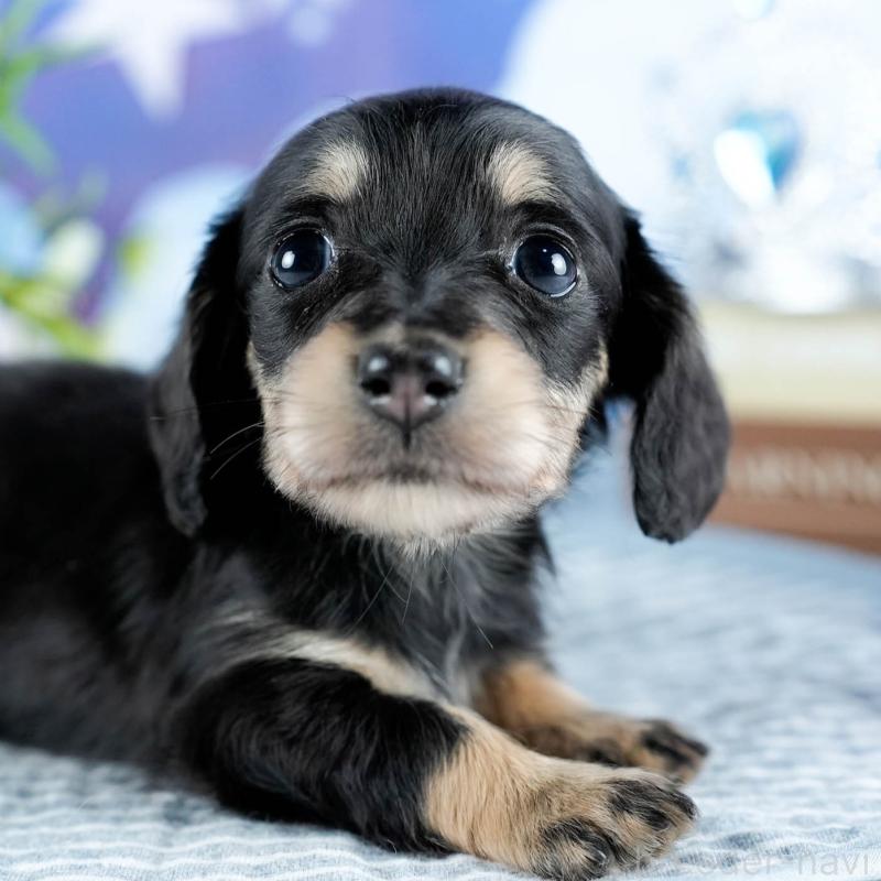 販売中の茨城県のミニチュアダックスフンド(ロングヘアード)-436176の1枚目