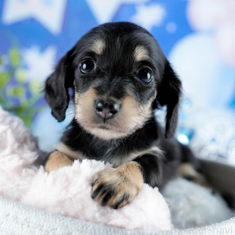 販売中の茨城県のミニチュアダックスフンド(ロングヘアード)-436176の11枚目