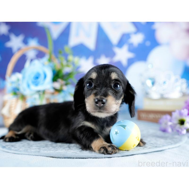 販売中の茨城県のミニチュアダックスフンド(ロングヘアード)-436176の10枚目