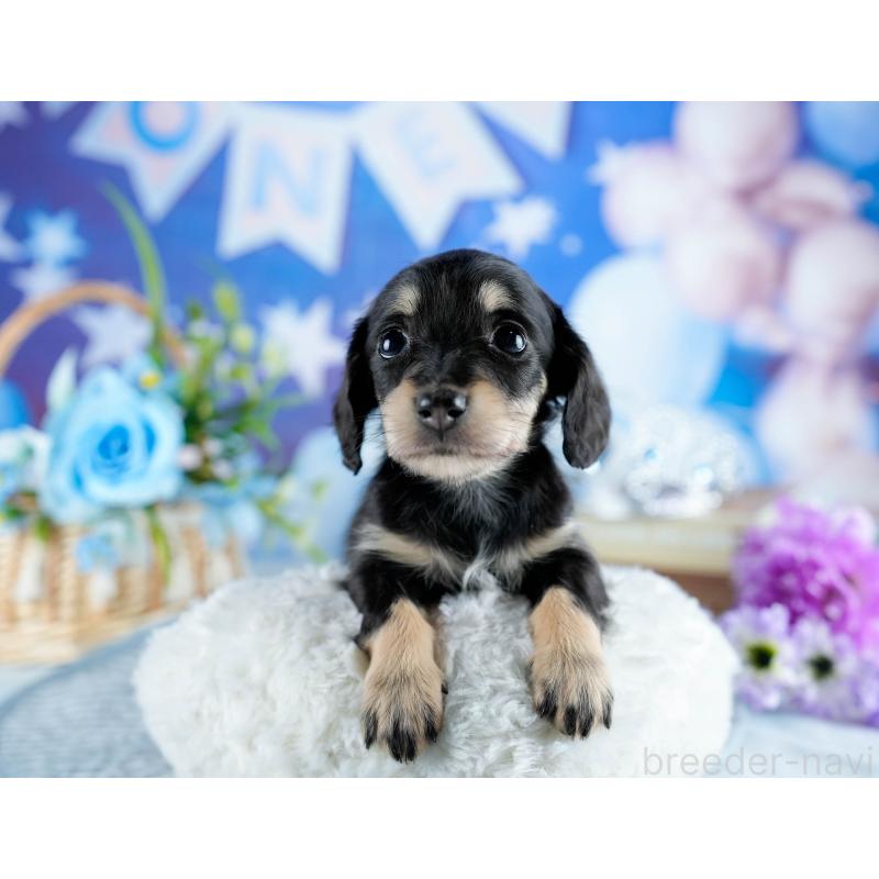 販売中の茨城県のミニチュアダックスフンド(ロングヘアード)-436176の7枚目