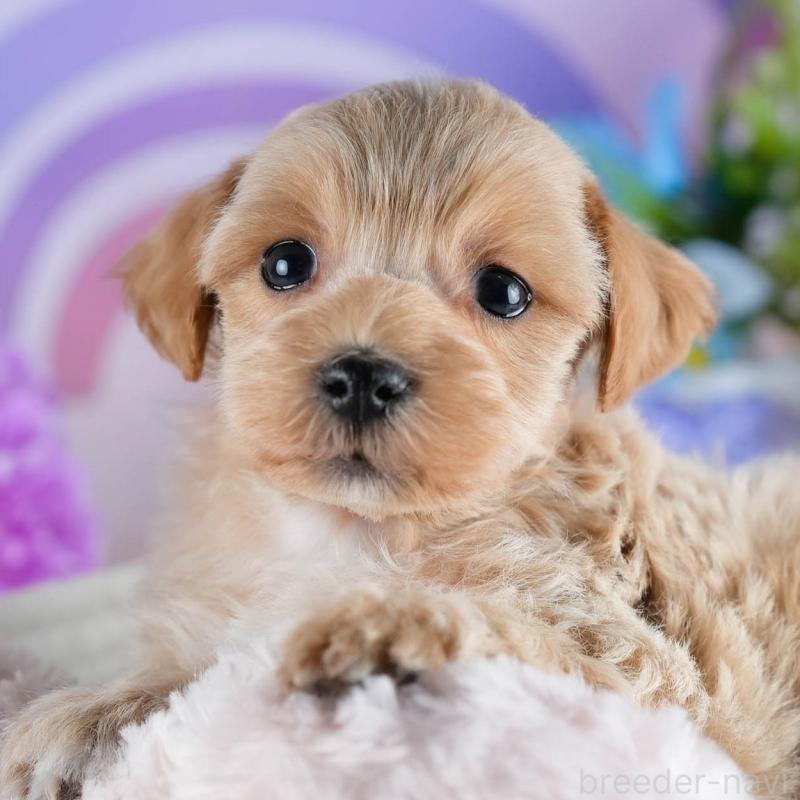 販売中の茨城県のミックス犬-436171の11枚目