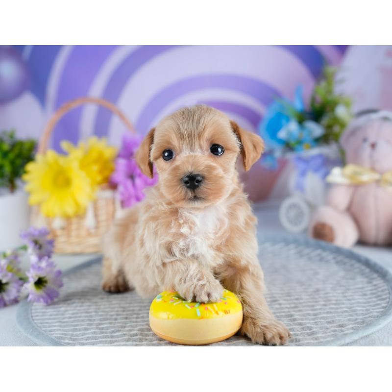 販売中の茨城県のミックス犬-436171の10枚目