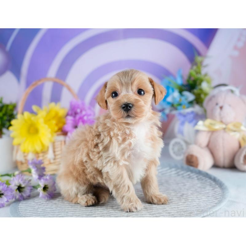 販売中の茨城県のミックス犬-436171の8枚目