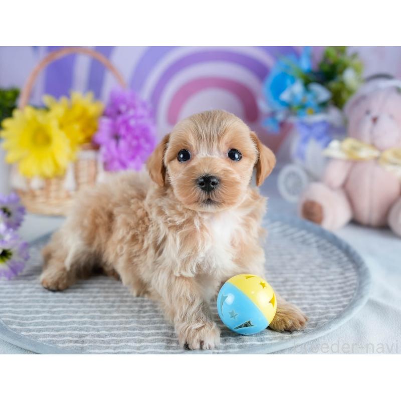 販売中の茨城県のミックス犬-436171の7枚目