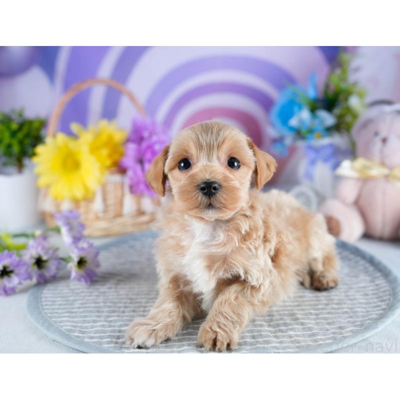 販売中の茨城県のミックス犬-436171の6枚目