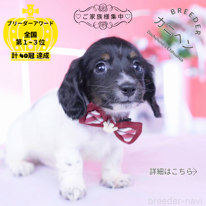 販売中の愛知県のカニンヘンダックスフンド(ロングヘアード)-430616