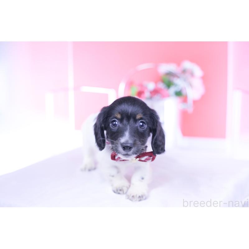 販売中の愛知県のカニンヘンダックスフンド(ロングヘアード)-430616の13枚目