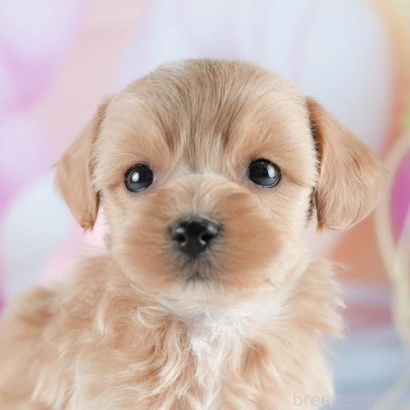 販売中の茨城県のミックス犬-436167の11枚目