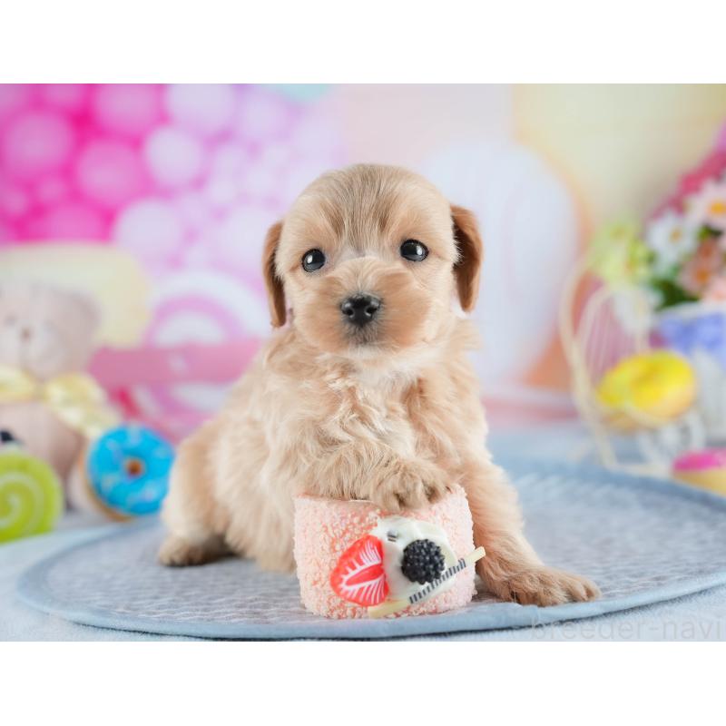 販売中の茨城県のミックス犬-436167の10枚目