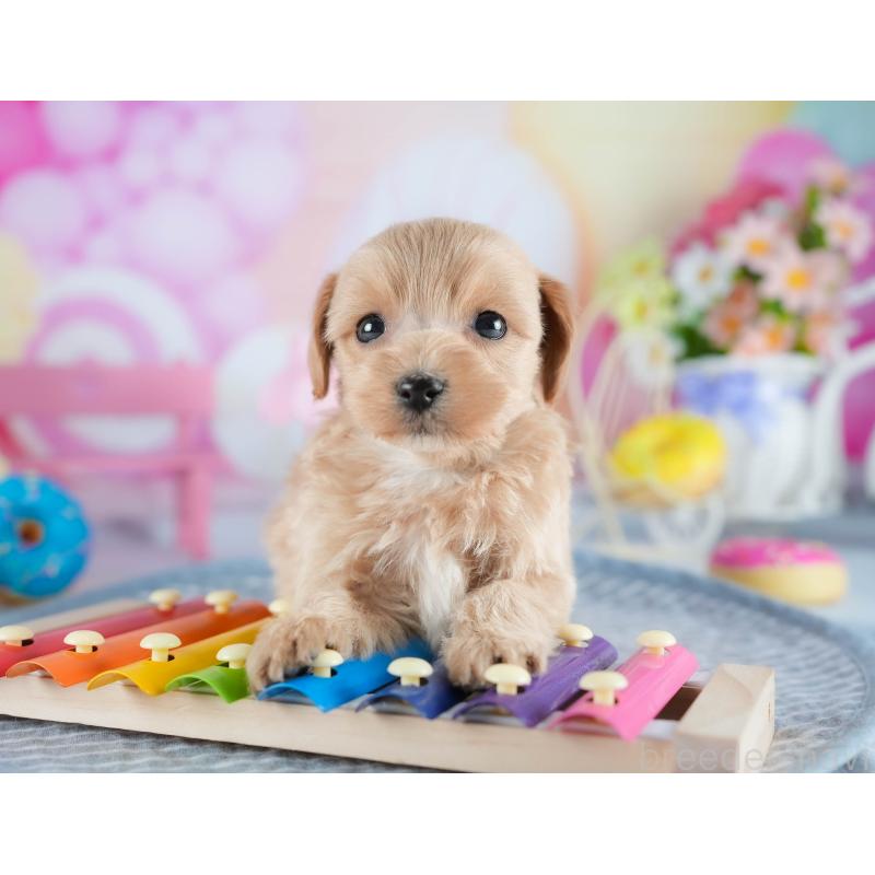 販売中の茨城県のミックス犬-436167の9枚目