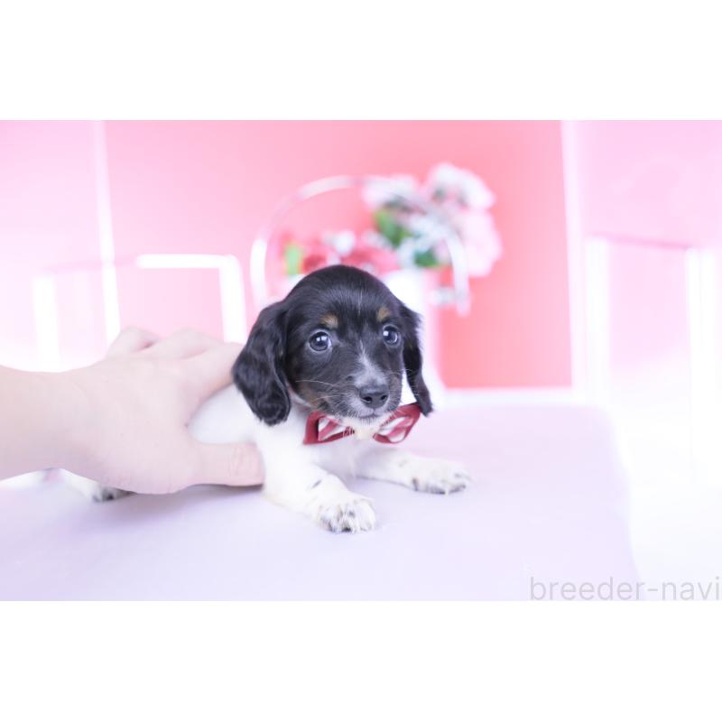 販売中の愛知県のカニンヘンダックスフンド(ロングヘアード)-430616の8枚目