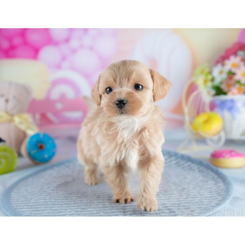 販売中の茨城県のミックス犬-436167の7枚目