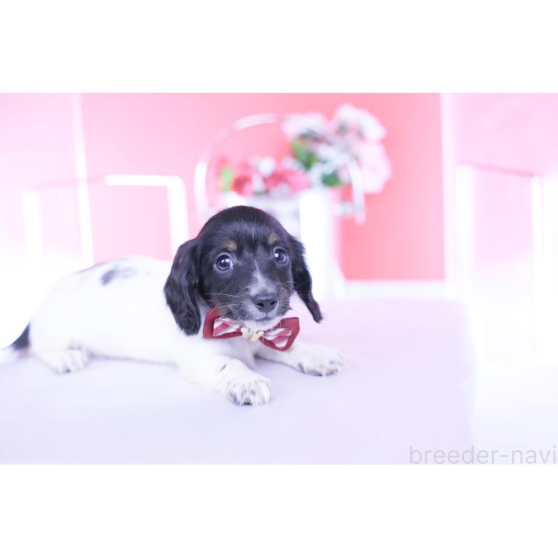 販売中の愛知県のカニンヘンダックスフンド(ロングヘアード)-430616の7枚目