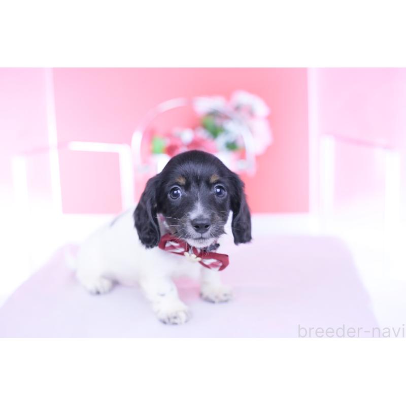 販売中の愛知県のカニンヘンダックスフンド(ロングヘアード)-430616の6枚目