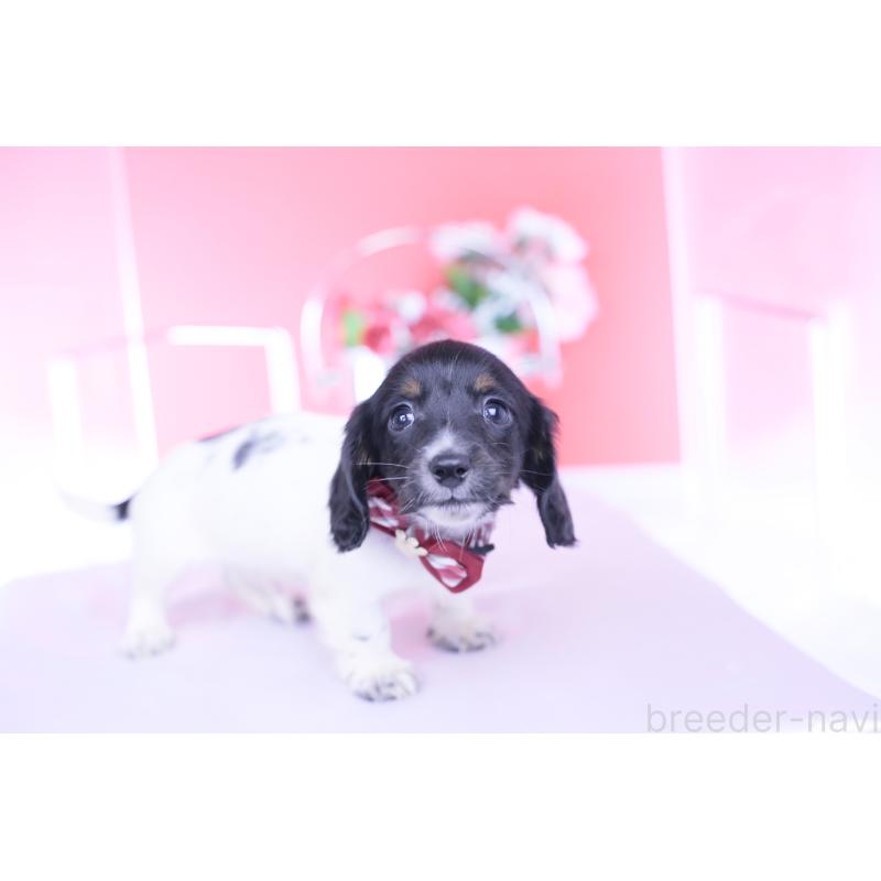 販売中の愛知県のカニンヘンダックスフンド(ロングヘアード)-430616の4枚目