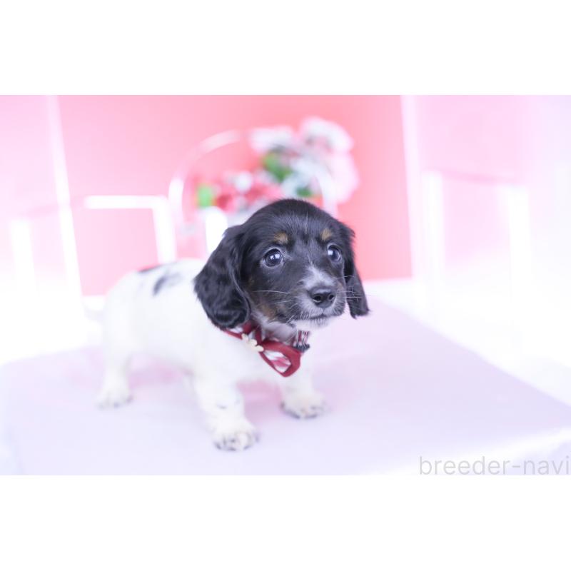 販売中の愛知県のカニンヘンダックスフンド(ロングヘアード)-430616の3枚目