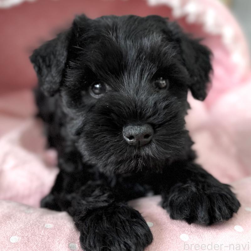 販売中の大阪府のミニチュアシュナウザー-436077の9枚目