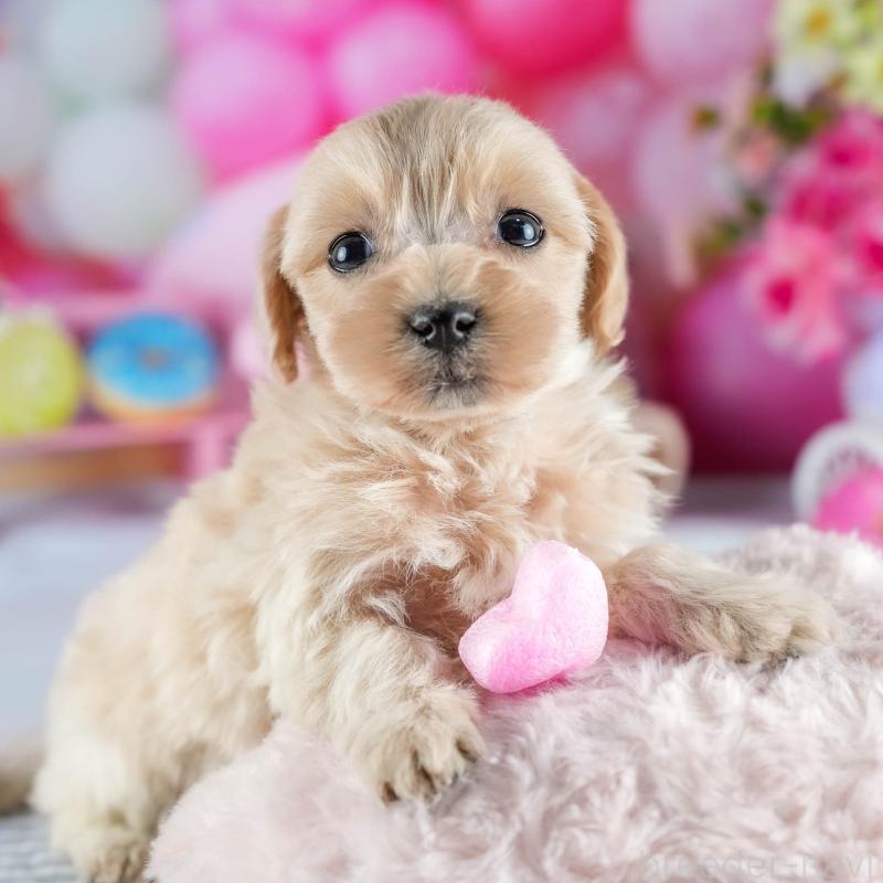 販売中の茨城県のミックス犬-436166