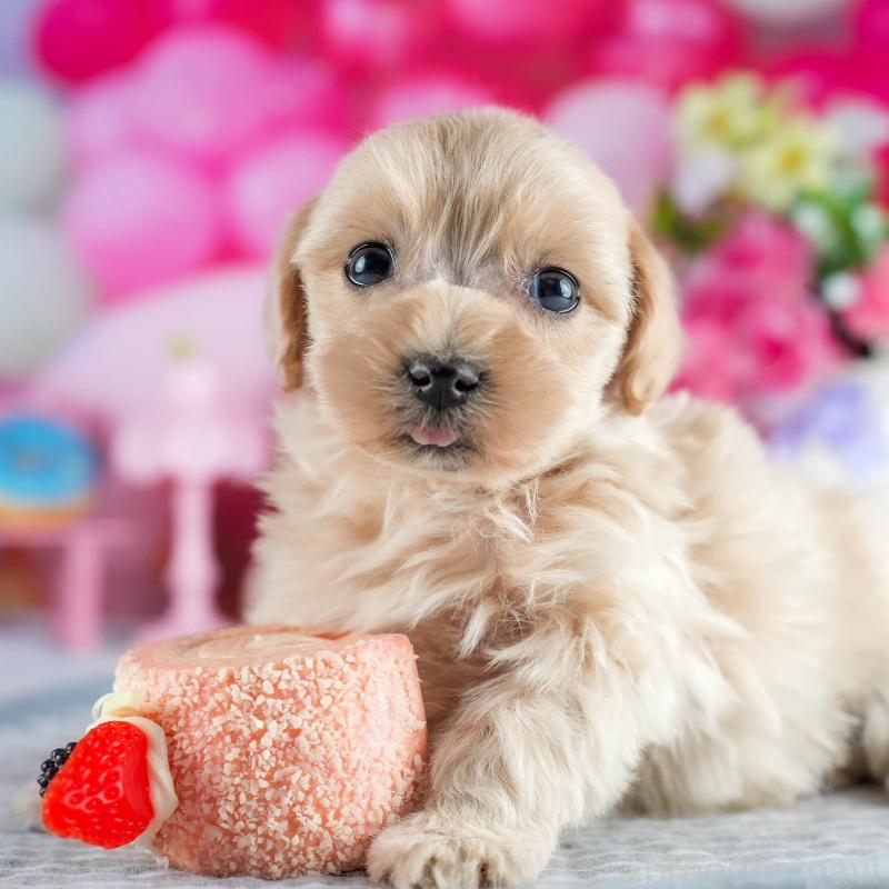 販売中の茨城県のミックス犬-436166の10枚目