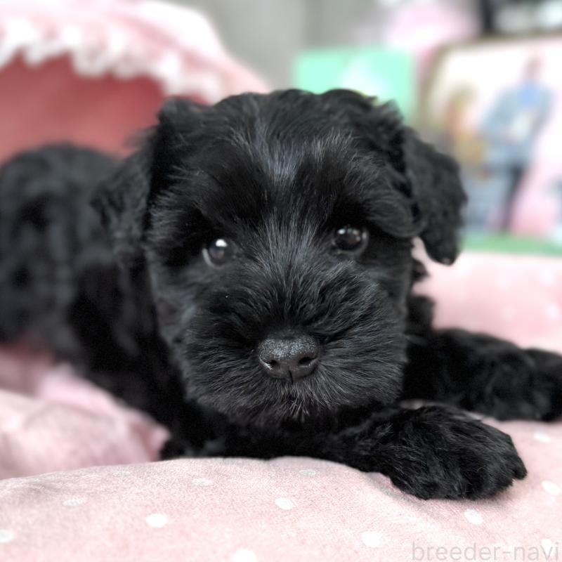 販売中の大阪府のミニチュアシュナウザー-436077の8枚目