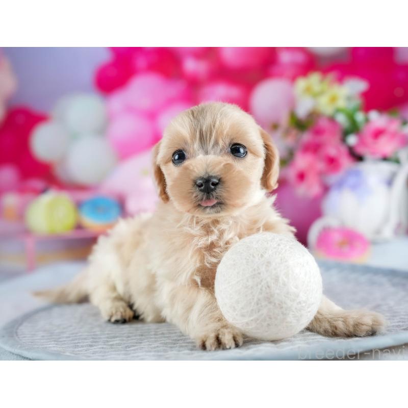 販売中の茨城県のミックス犬-436166の9枚目