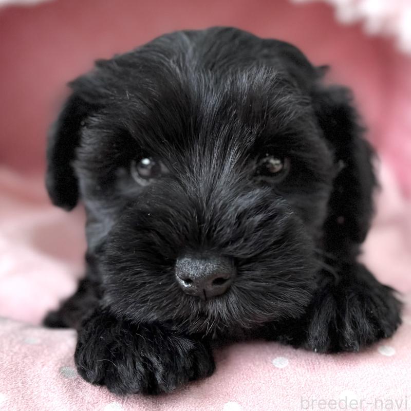 販売中の大阪府のミニチュアシュナウザー-436077の1枚目