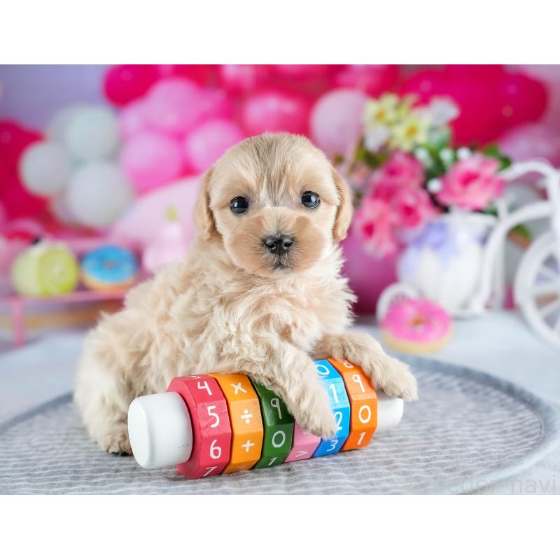 販売中の茨城県のミックス犬-436166の8枚目