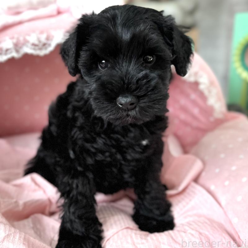 販売中の大阪府のミニチュアシュナウザー-436077の7枚目