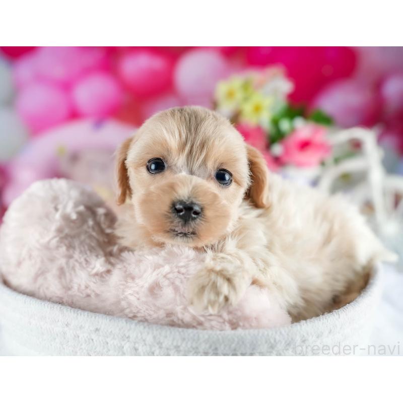 販売中の茨城県のミックス犬-436166の7枚目