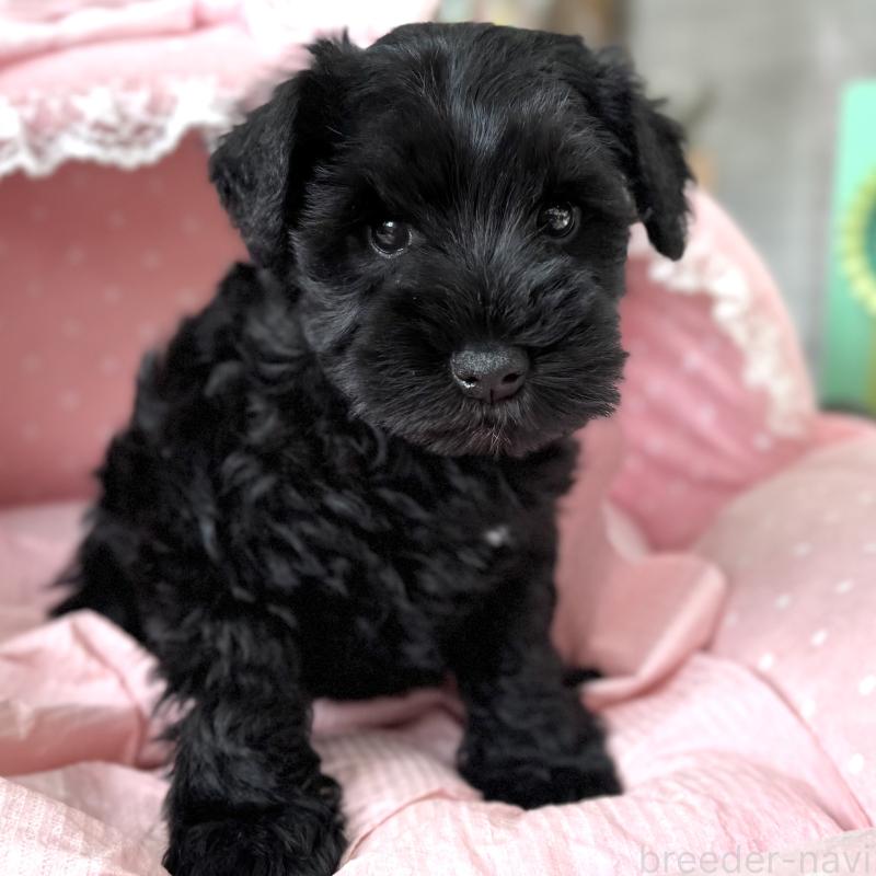 販売中の大阪府のミニチュアシュナウザー-436077の6枚目