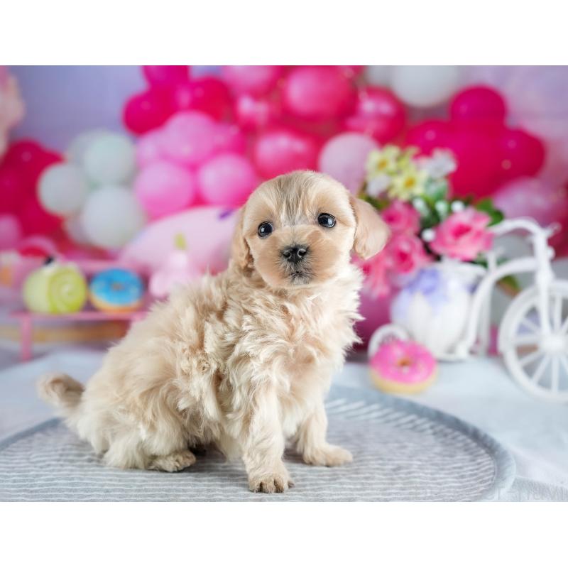 販売中の茨城県のミックス犬-436166の6枚目