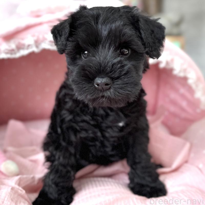 販売中の大阪府のミニチュアシュナウザー-436077の5枚目