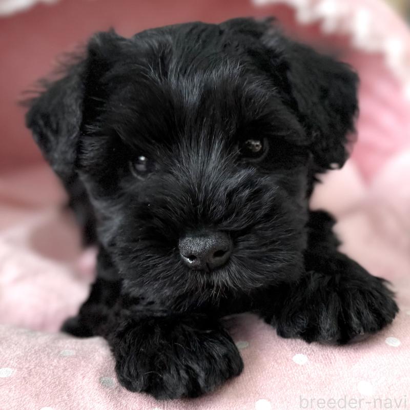 販売中の大阪府のミニチュアシュナウザー-436077の4枚目